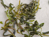 Kudin Shui Xu, AA