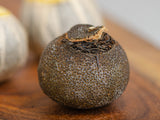 Xiao Zhong w limonce, 17 g