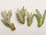 Huang Shan Mao Feng, AAA, wiosna 2025 r.