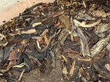 Sheng Pu Erh Song Pin Hao, AA, 2006