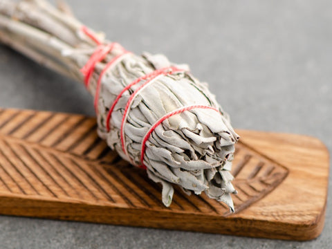 Szałwia kalifornijska biała na łodydze, 12 cm, 15-20 g.